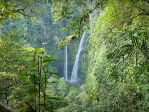 Flora dan Fauna khas Lembah Purba Sukabumi